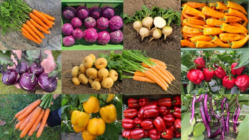 221 Gemüse-Sorten aus Bio-Züchtung