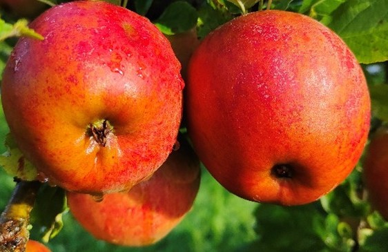 Apple Liva