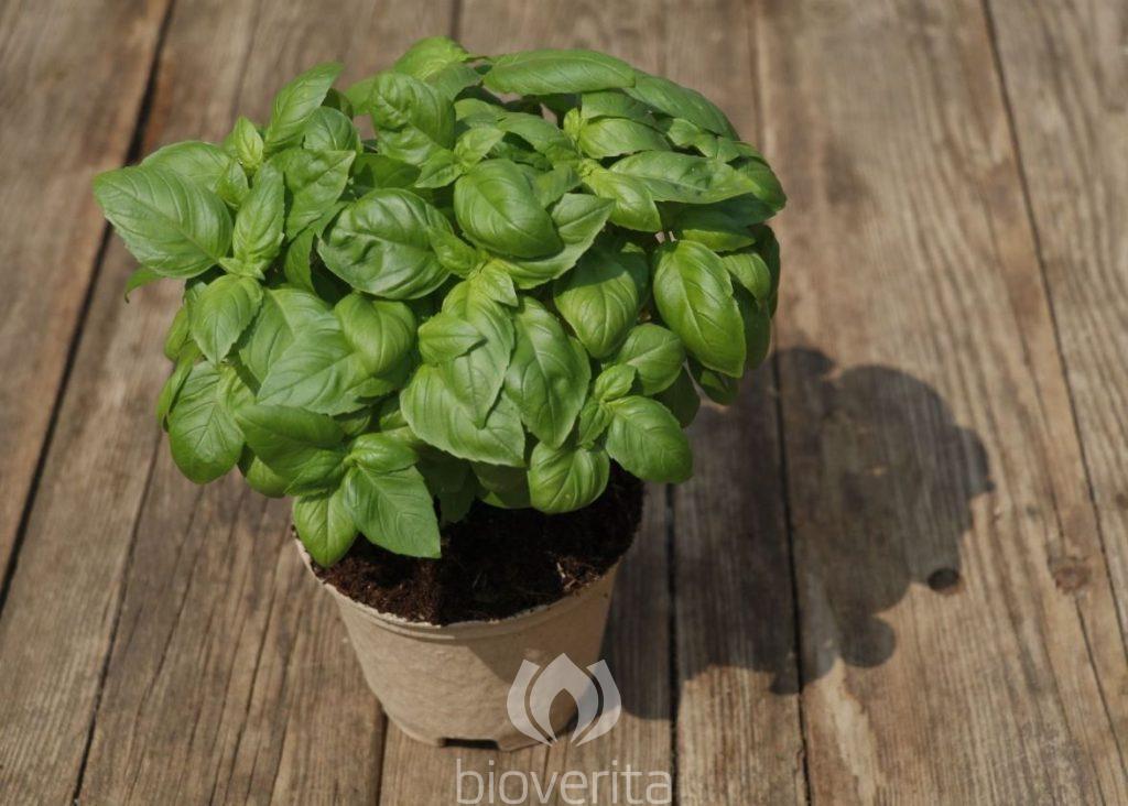 Basilikum Netti