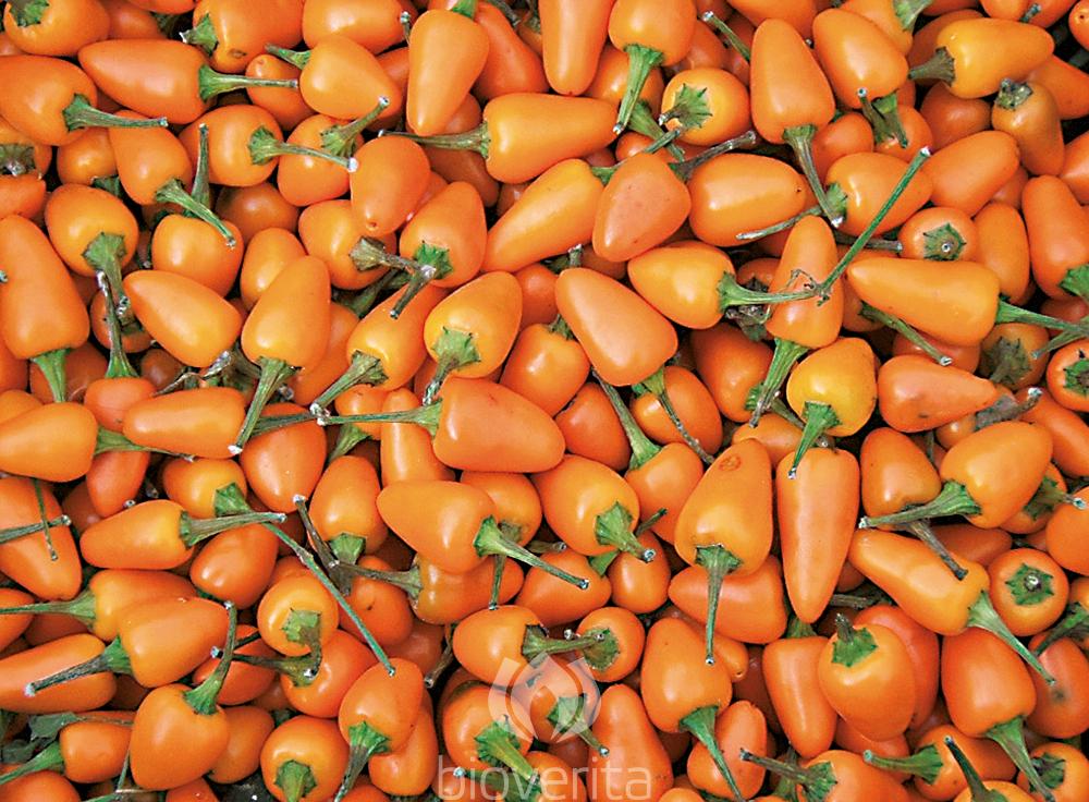 Chili Capela orange
