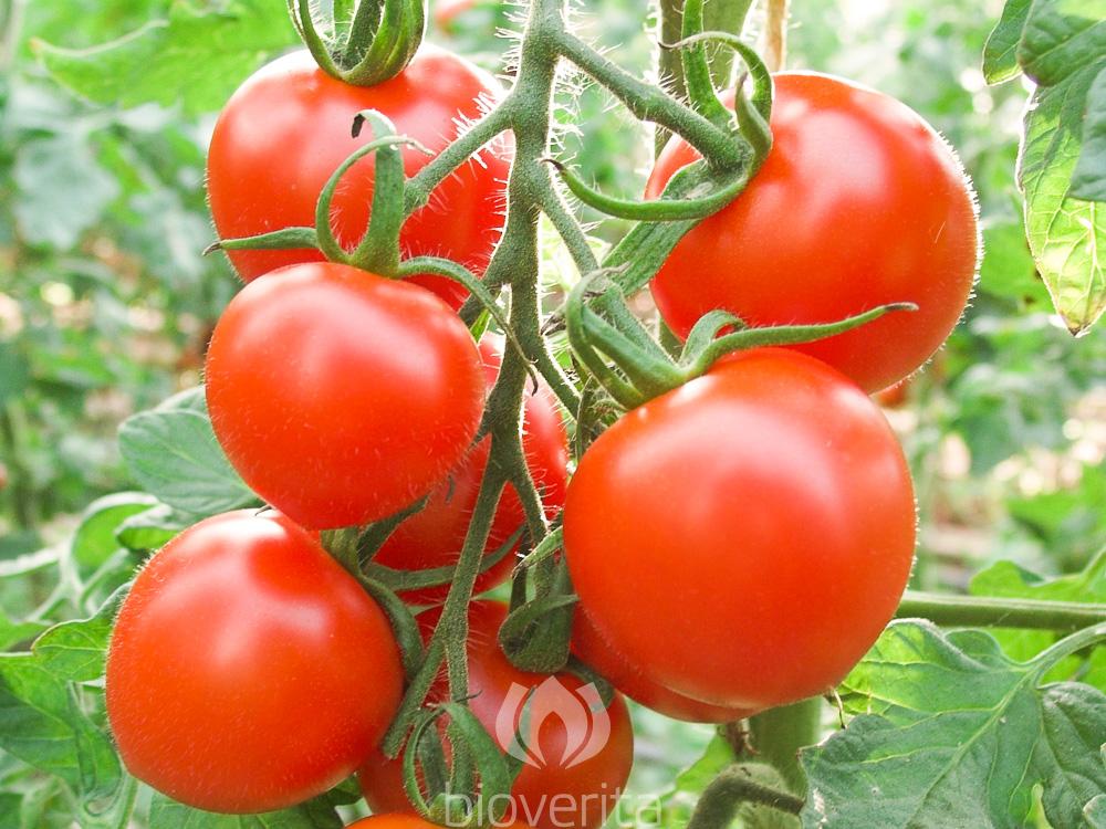 Tomato Ruthje