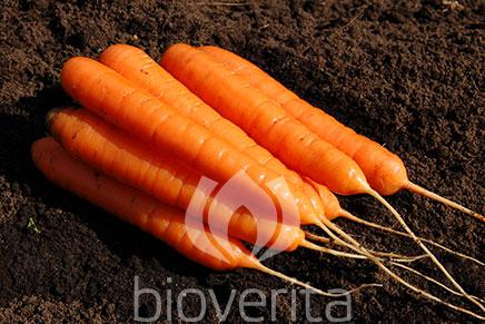 Carrot Silberstedter