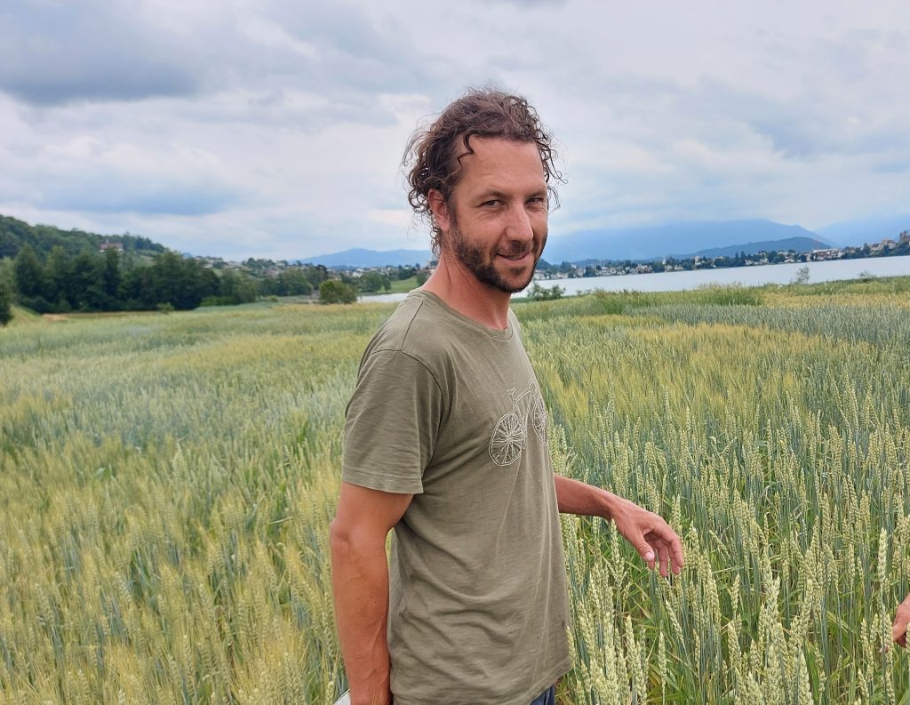Weizen – ein Leuchtturm für die Bio-Züchtung