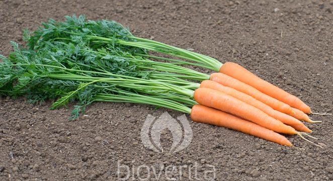 Carrot Solvita