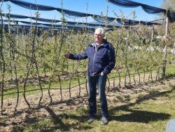 Niklaus Bolliger führt durch seinen Apfelgarten