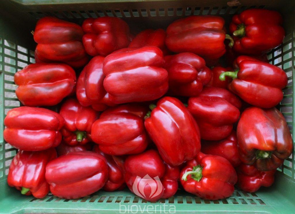 Paprika Fiorosso