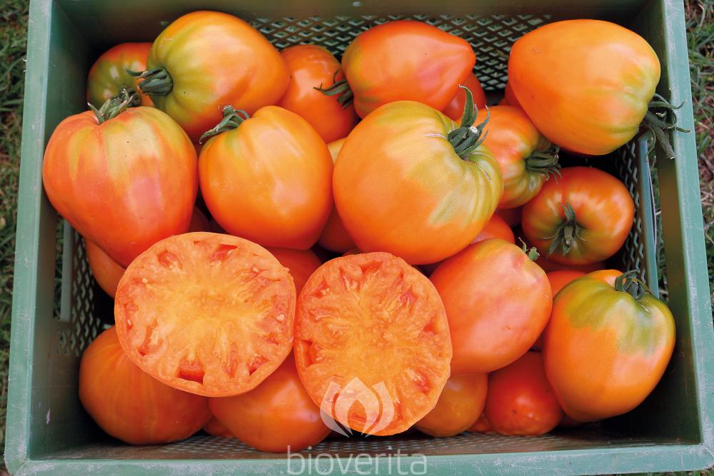 Tomate Ochsenherz orange