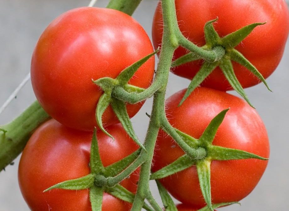 Tomato Tica