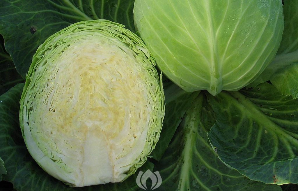 White cabbage Dottenfelder Dauer