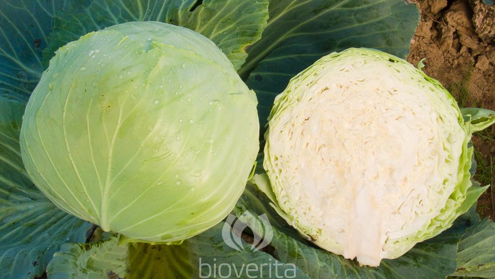 White cabbage Donator