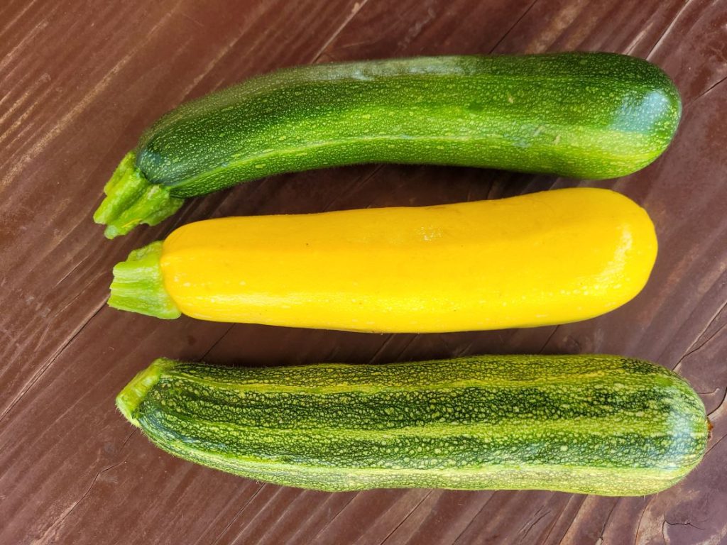 Neues aus der Zucchini-Züchtung
