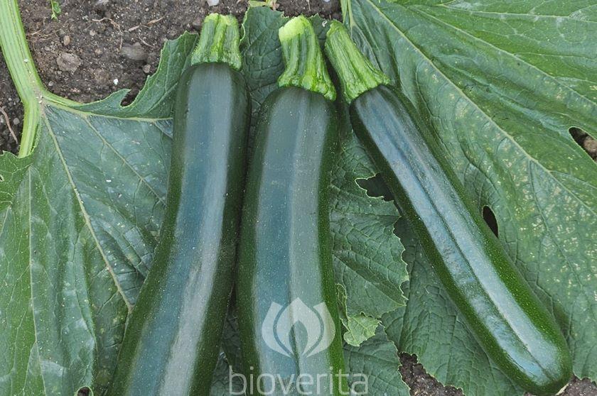 Zucchini Samsara