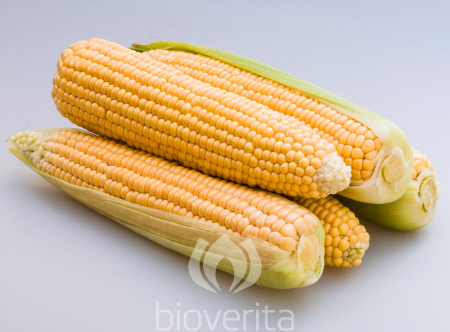 Sweet corn Damaun