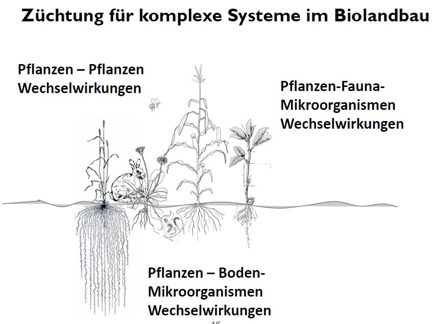 Züchtung für komplexe Systeme im Biolandbau