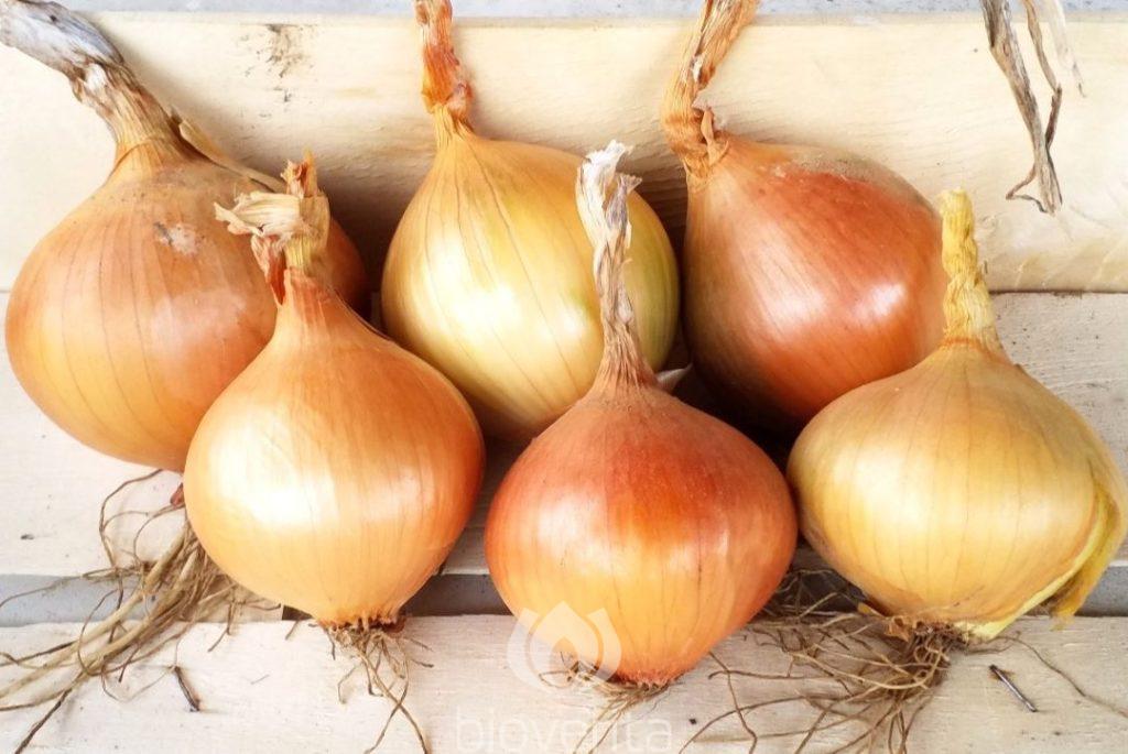 Zwiebel Durabell